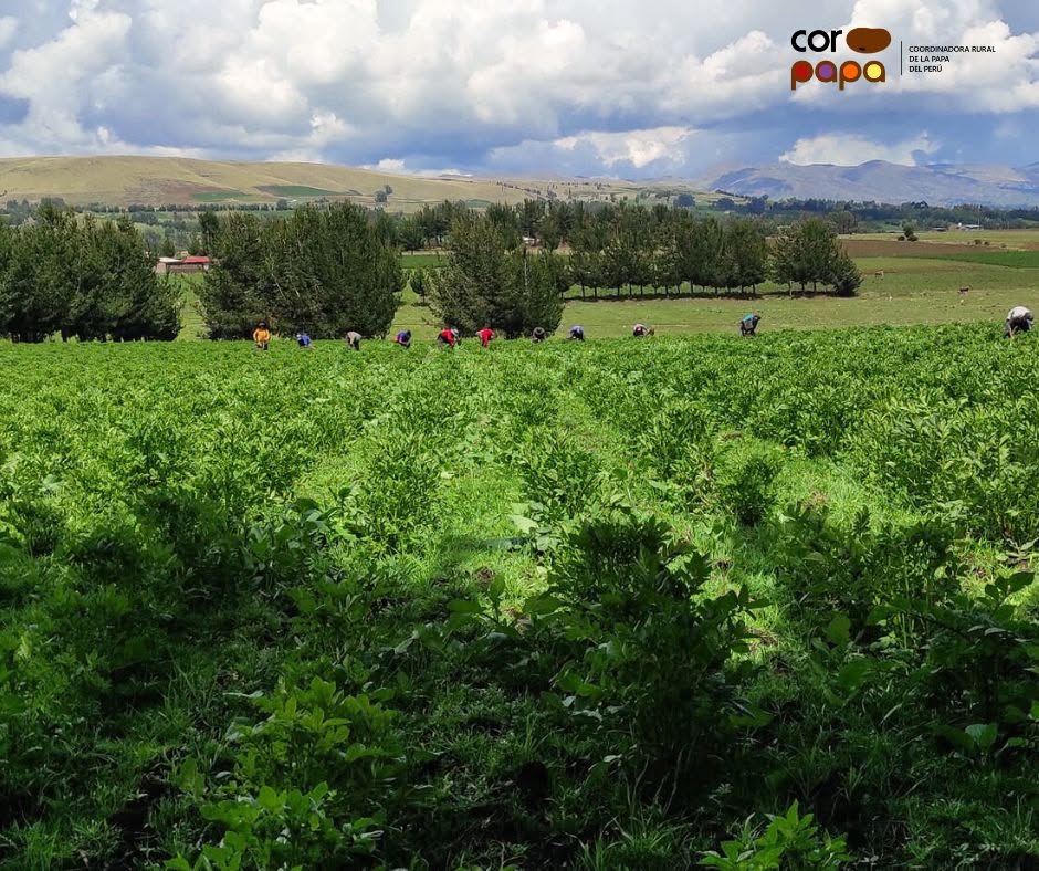 Campos de cultivo